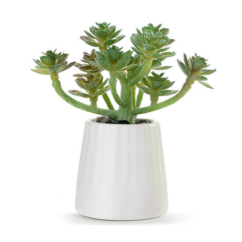 Just because mini succulent
