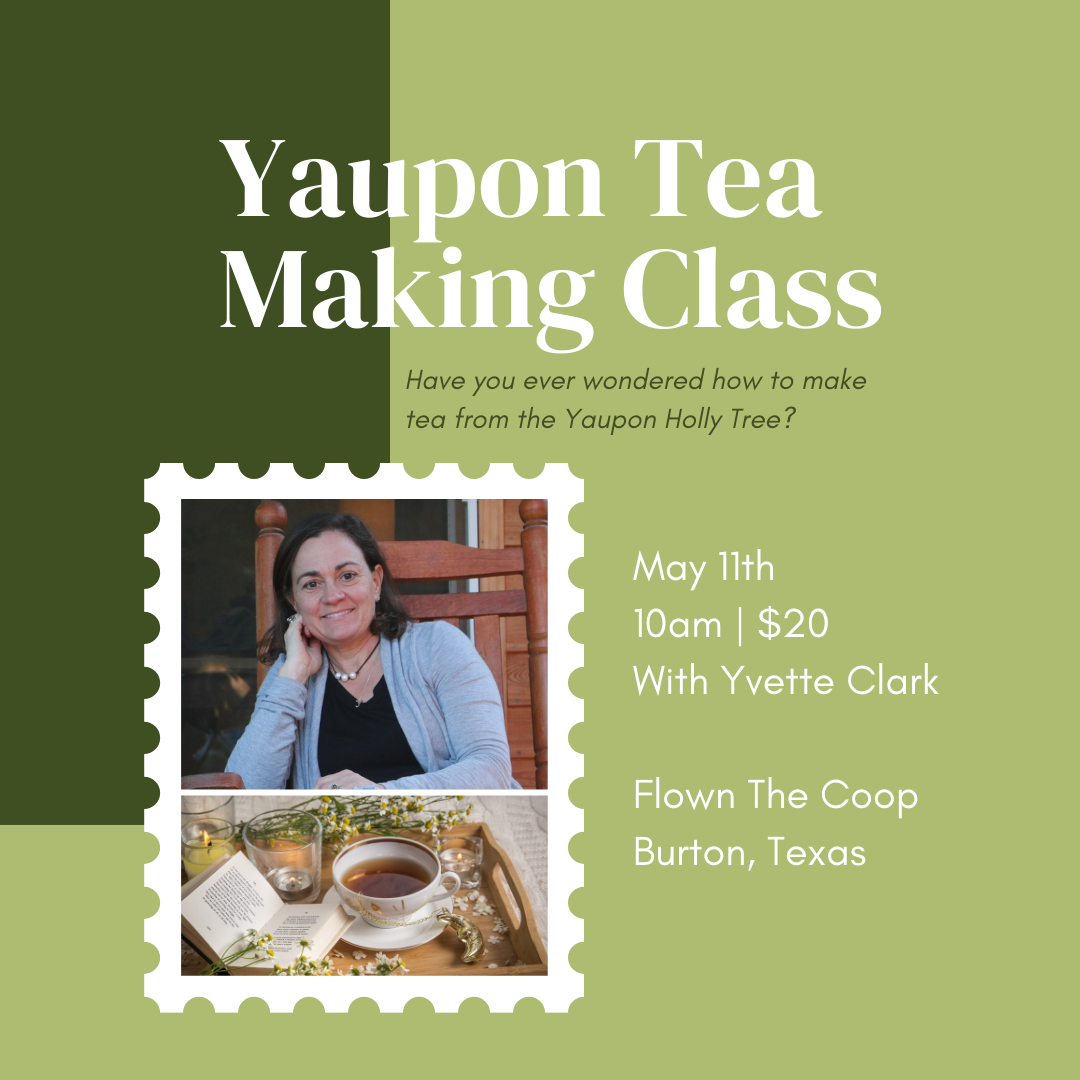 Yaupon Tea Making Class