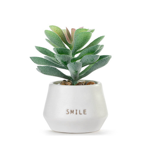 Just because mini succulent - smile